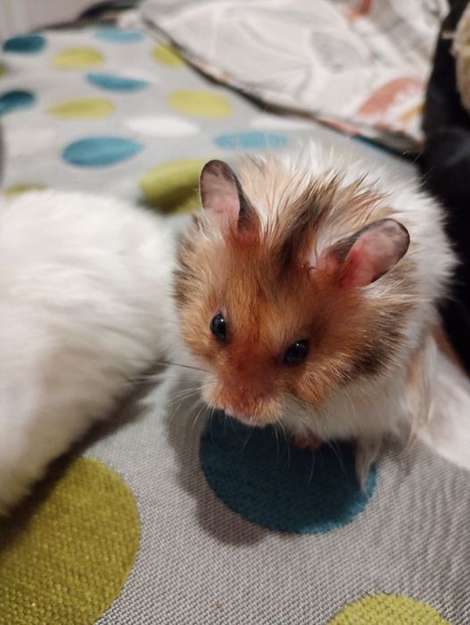 Королівські хом'яки