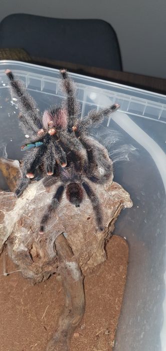 Avicularia Variegata L1 5szt