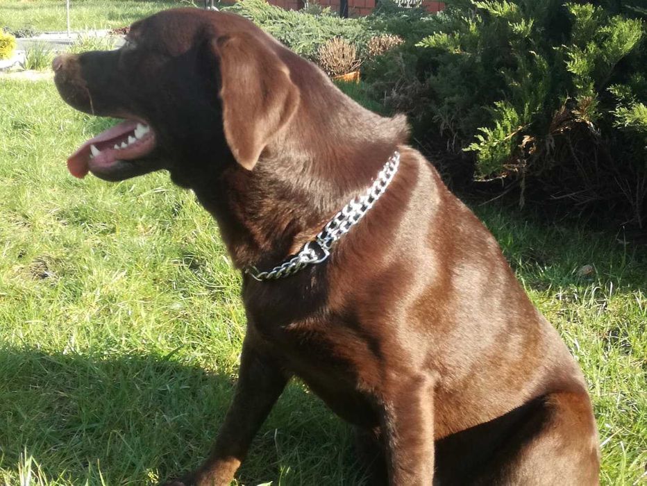 Labrador   piesek z metryka po Championie