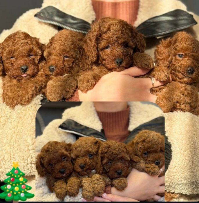 Той пудель шикарні малята: