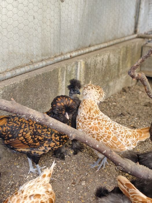 Galinhas lote de PADUANAS
