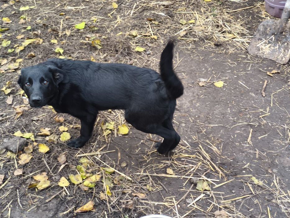 щенок в ДОБРЫЕ РУКИ!