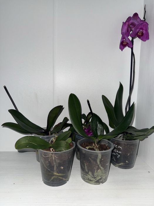 Орхідея на реанімацію, сортові орхідеї.