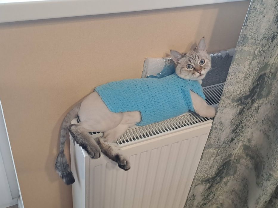 Одежда на собак, котов, сфинксов