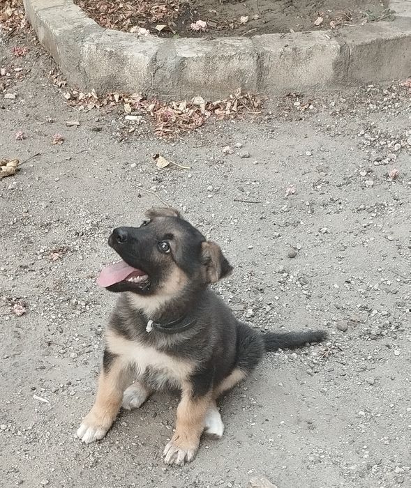 Отдам щенка бесплатно