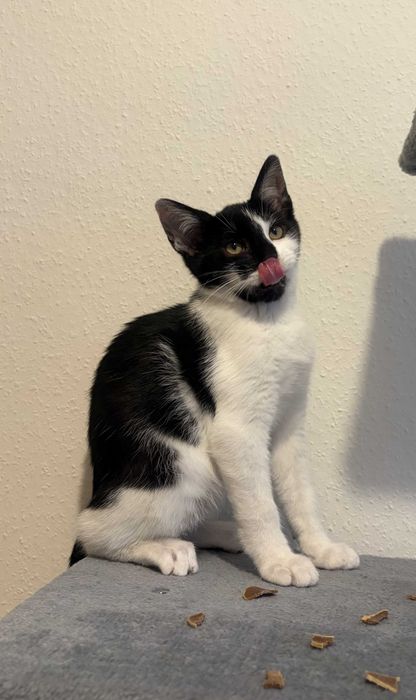 Baloo - kotek do adopcji