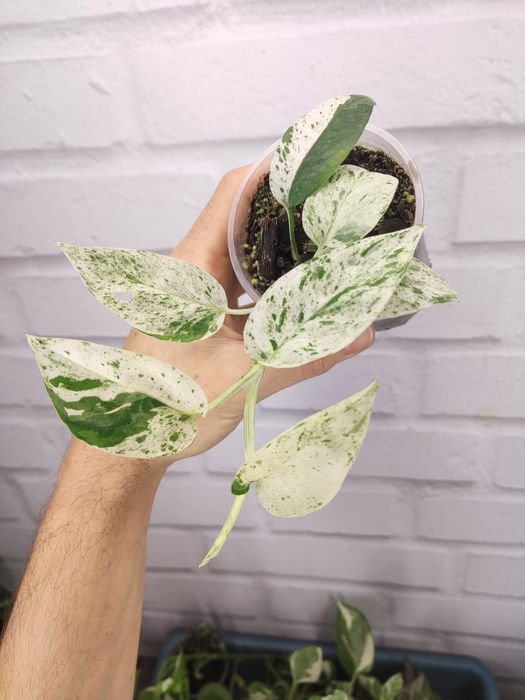 Пропоную Епіпремнум пінатум марбл варієгатний Epipremnum pinnatum marb