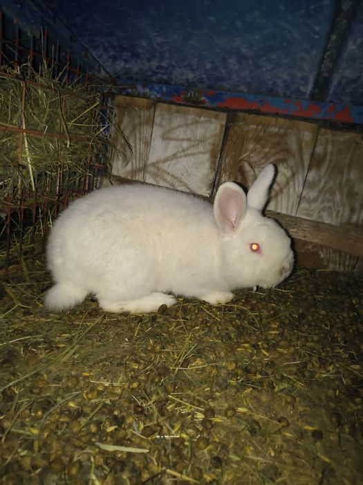 Samczyk Nowozelandzki Biały