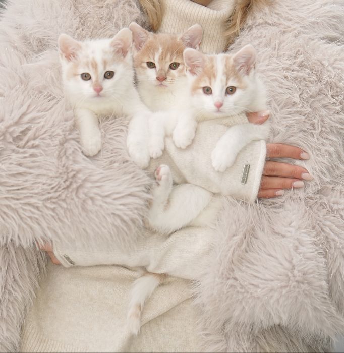 Dziewczynka szuka domku