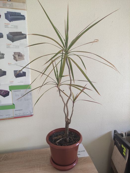 Драцена. Пальма.