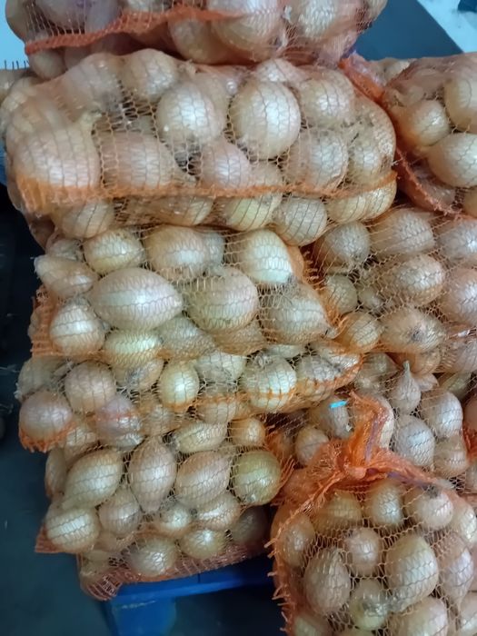 Cebula cukrowa sucha