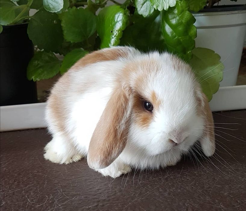 KIT Coelhos anões mini lop(orelhudos) belier muito dóceis