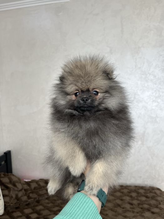 Хлопчик соболь померанський шпіц