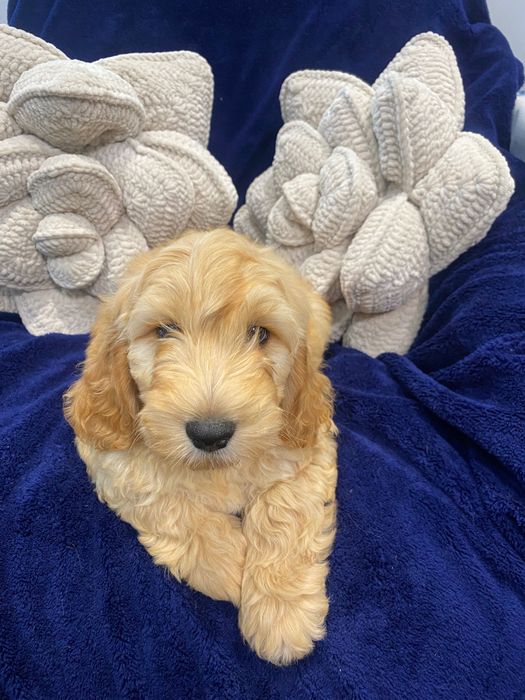 Sprzedam piękne cockapoo