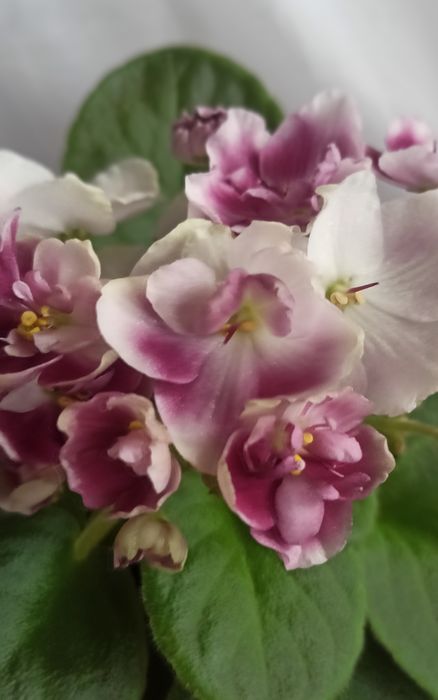 Цветущие фиалки продам