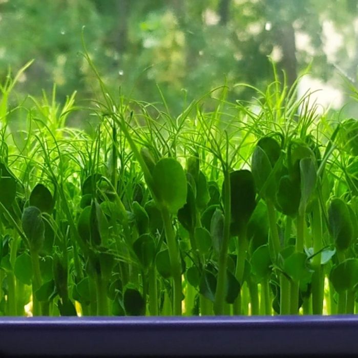 Горох, крес салат та ін.для дітей