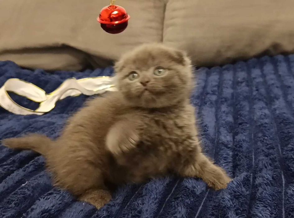 Милый шотландский вислоухий котёнок, мальчик, фолд