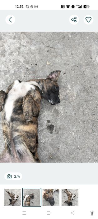 Kiara traçada labrador para adoção responsável