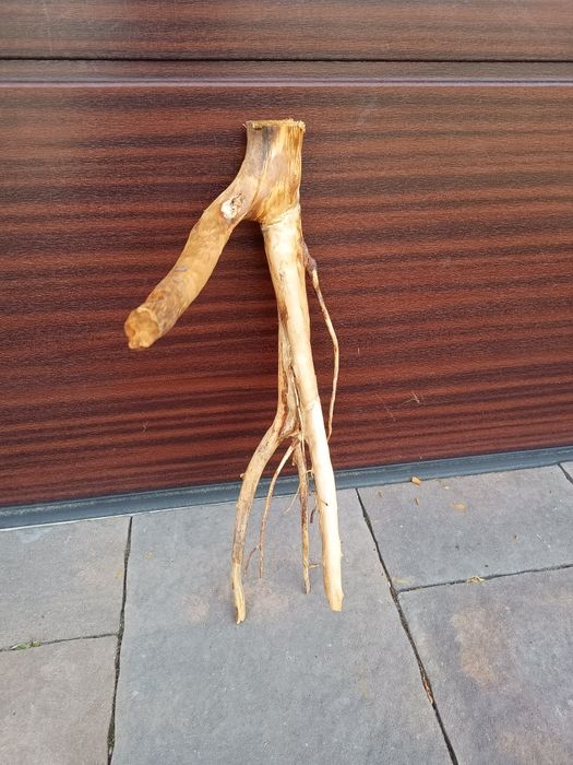 Ciekawy, średni naturalny korzeń do akwarium