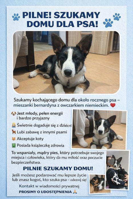 Piesek do Adopcji
