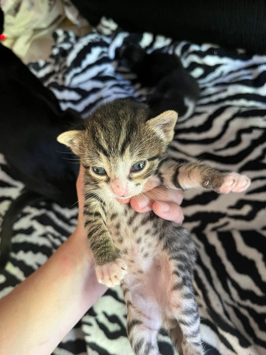 Doação ,gatos amorosos