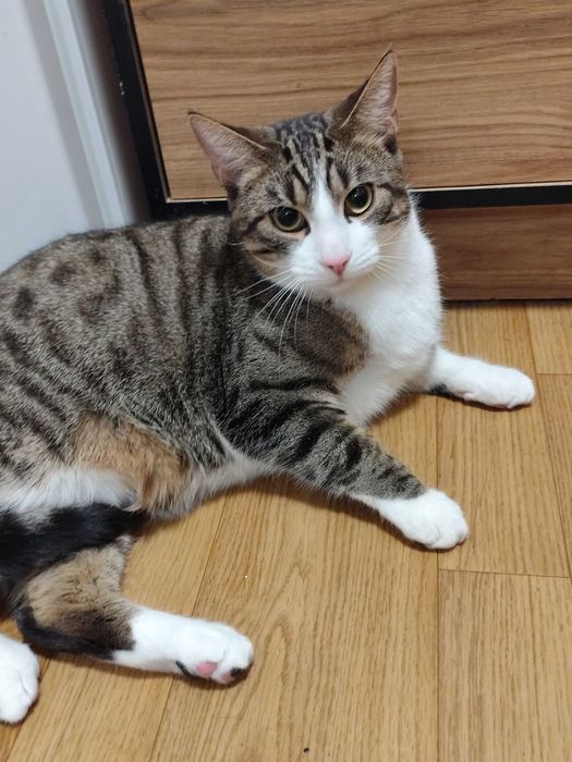 Oddam kotki w dobre ręce