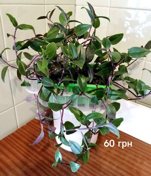 Комнатное растение-традесканция белоцветковая