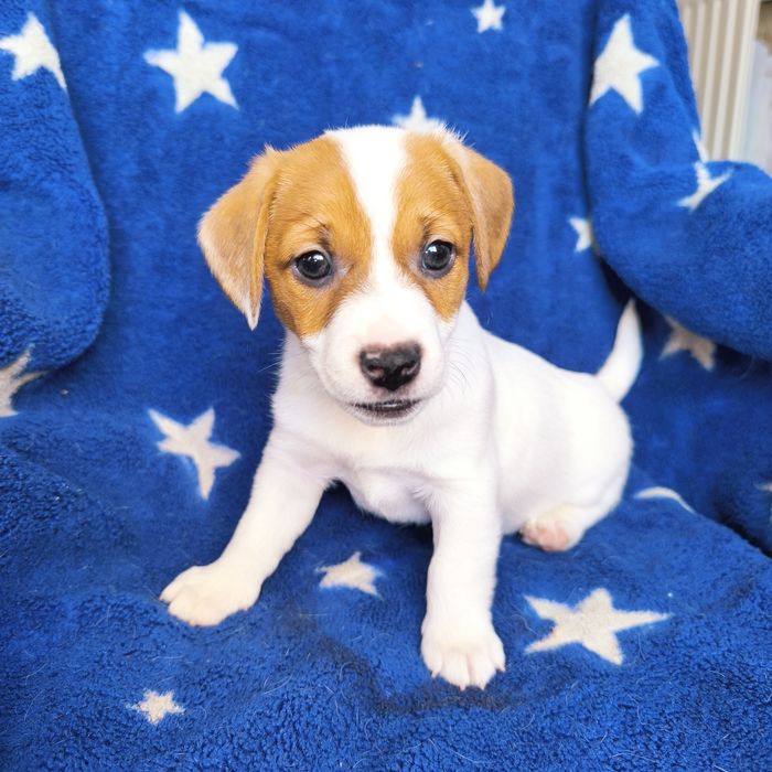 Цуценя дівчинка3 Джек Рассел тер'єр