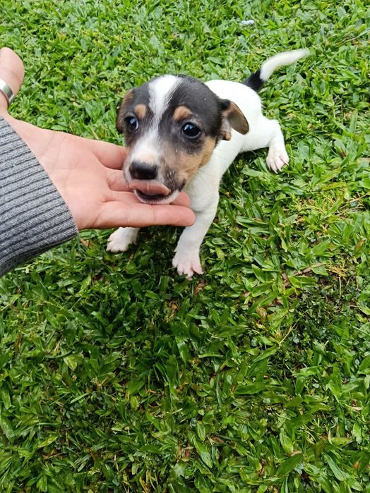 Jack Russel fêmea