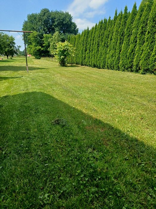Koszenie traw,wycinka drzew,usługi ogrodnicze,zakładanie trawników,