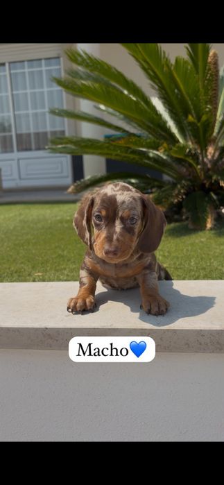 Teckel miniatura macho