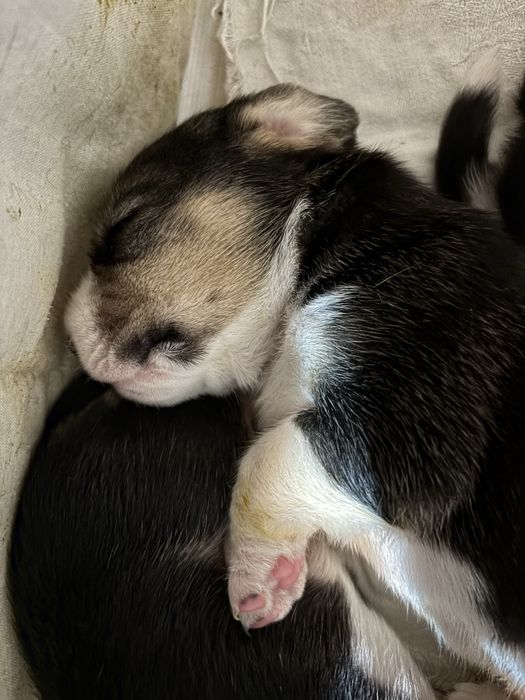 Найкращі цуценятка. Біглята. Бігль