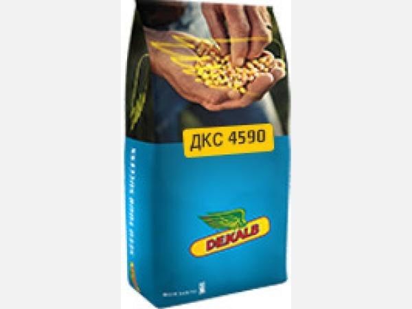 Насіння гібридної кукурудзи
