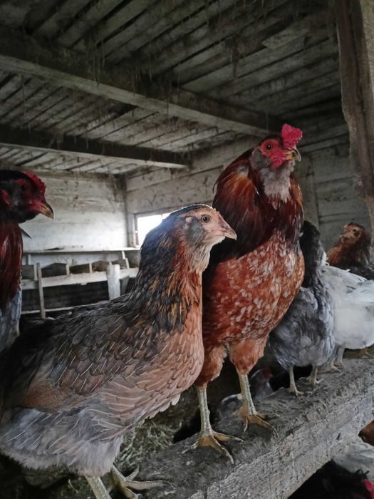 Jaja lęgowe araukana