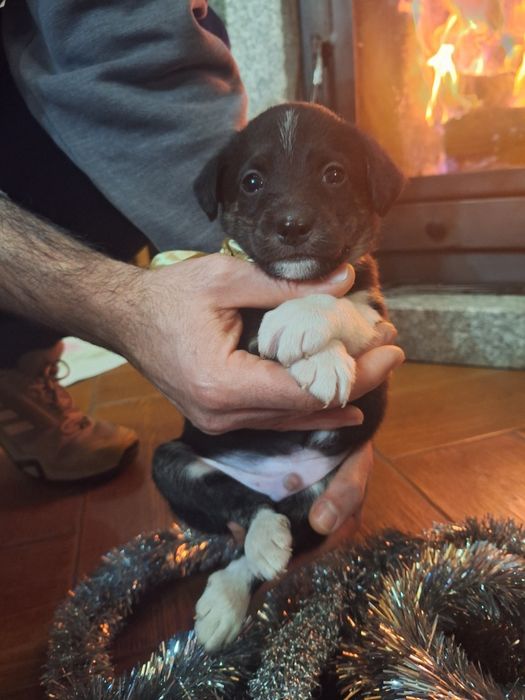 Babies collie para adoção