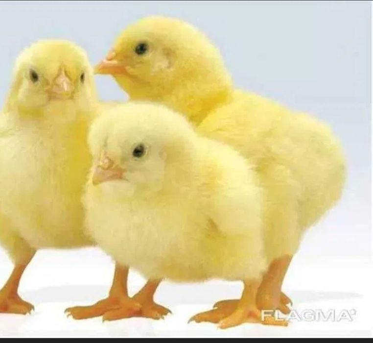 Інкубаційні яйця  голошийка червона