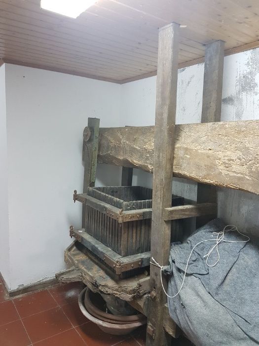 Prenca de uvas muinto Antiga tem a volta de 300 anos