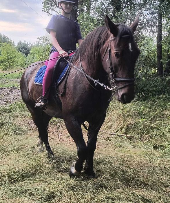 klacz, koń pod siodło, do zaprzęgu