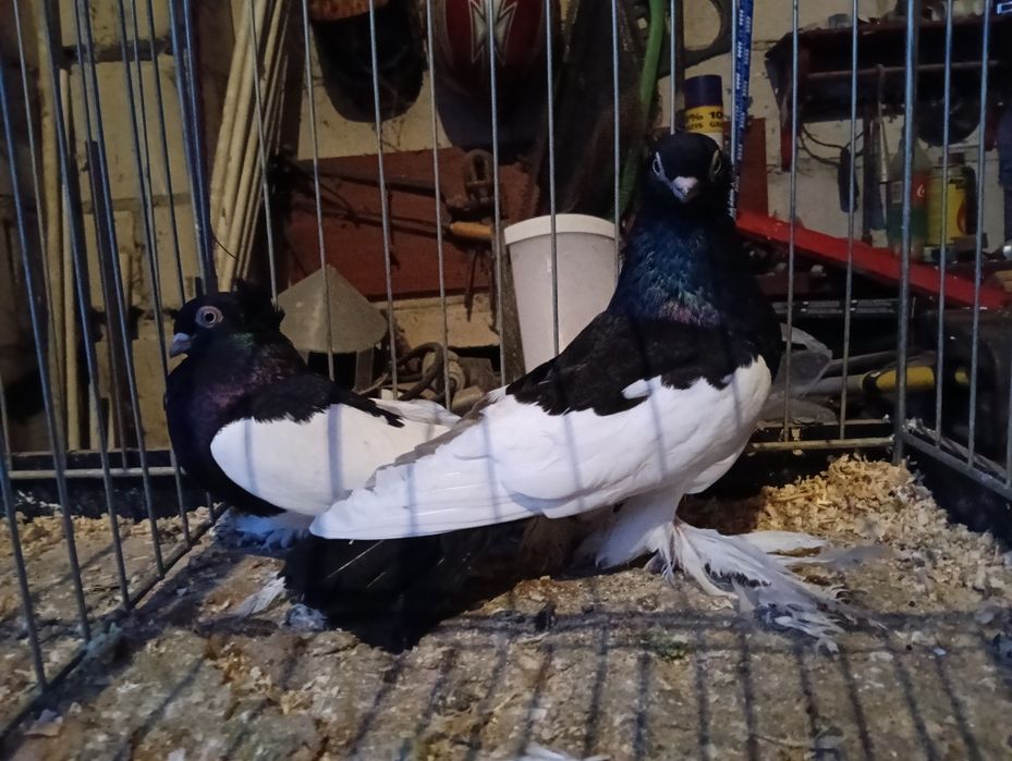 Gołębie sroki polskie