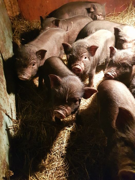 В продаже вьетнамские поросята свиньи