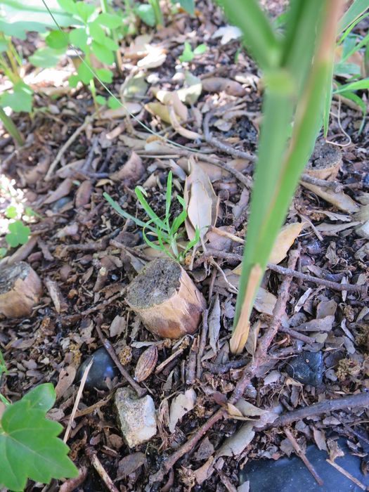 Mudas planta cana de açúcar / sacarina para plantar suco de cana