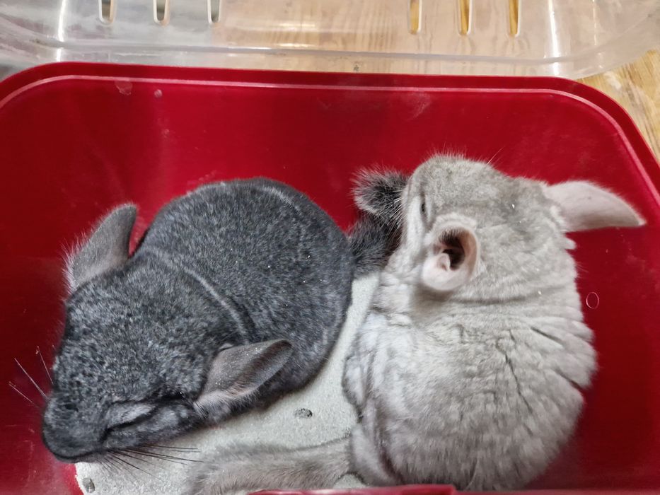 Szynszyl standard aksamitny-ciemny oraz standard i beż
Szylki młode i