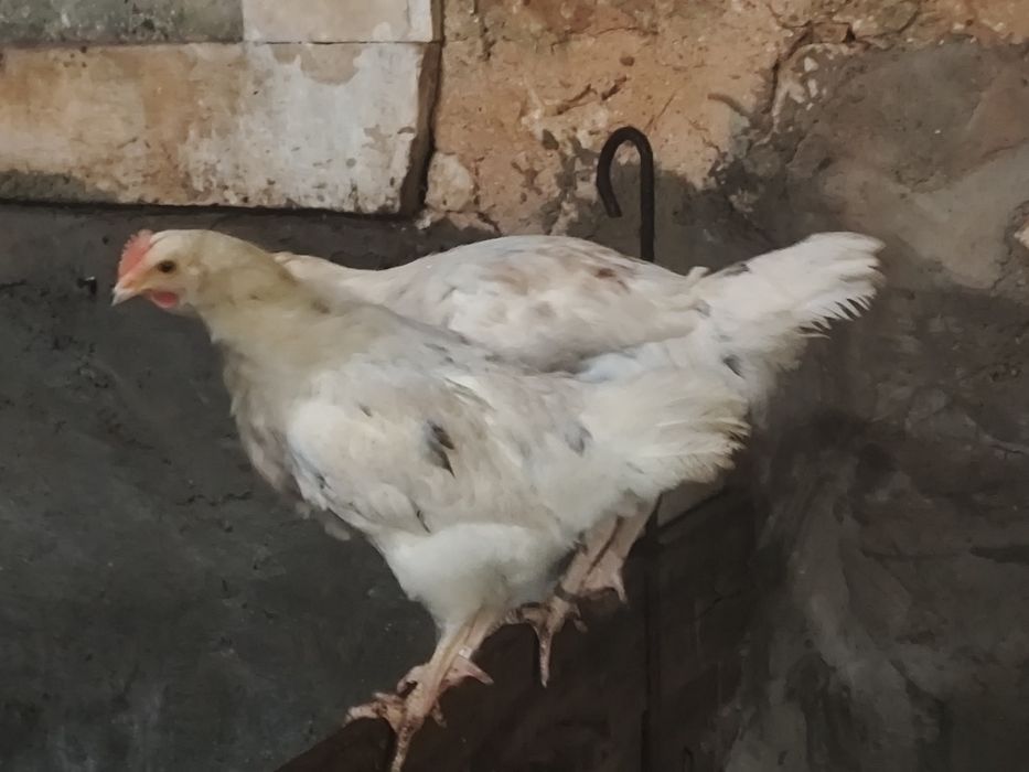 Frangos galos pintos