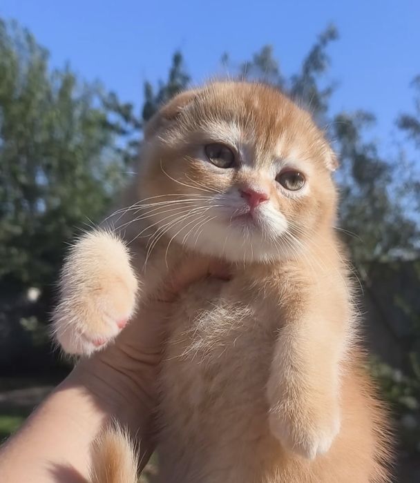 хлопчик висловухий