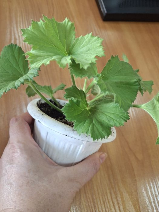 Пеларгонія герань королівська