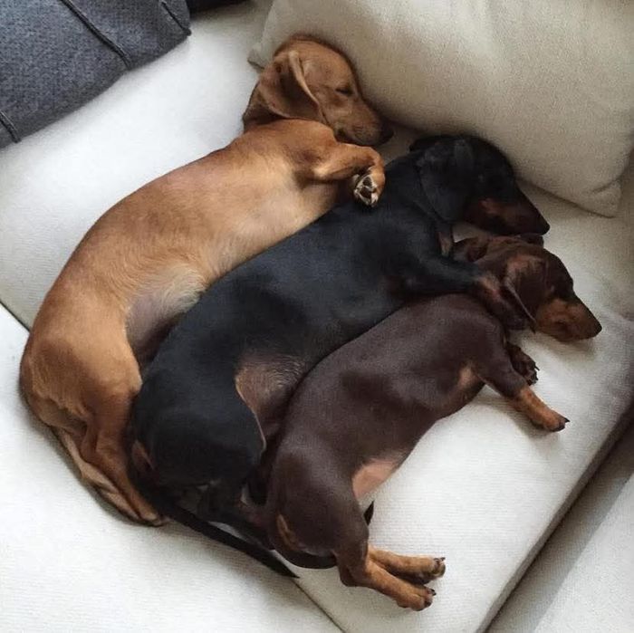 Руді , шоколадні , та чорнопідпалі таксята