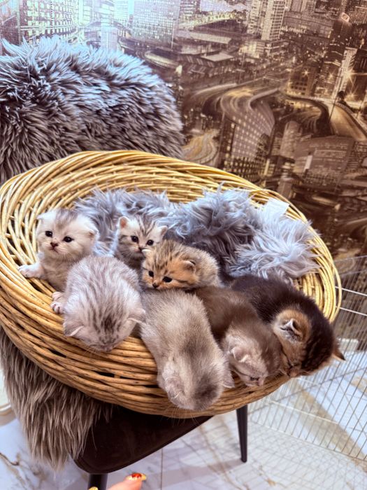 Шотландські кошенята