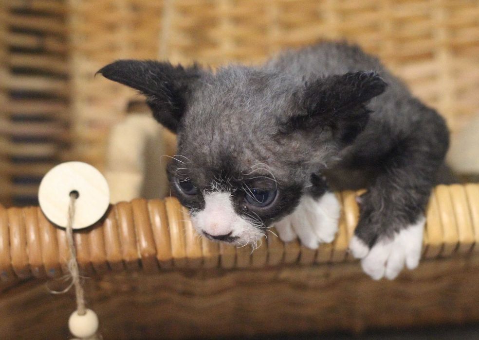 Wednesday - koteczka Devon Rex po championie