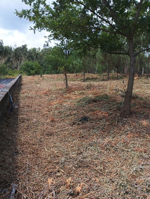 Limpeza dê terrenos e jardim