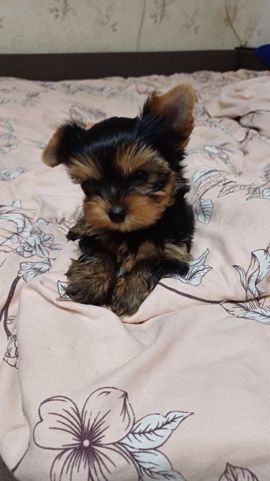 Девочки йорки, ждёт вас!